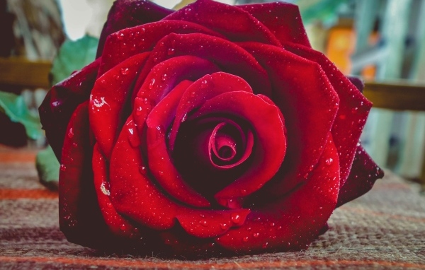 Красная роза в каплях росы лежит на полу