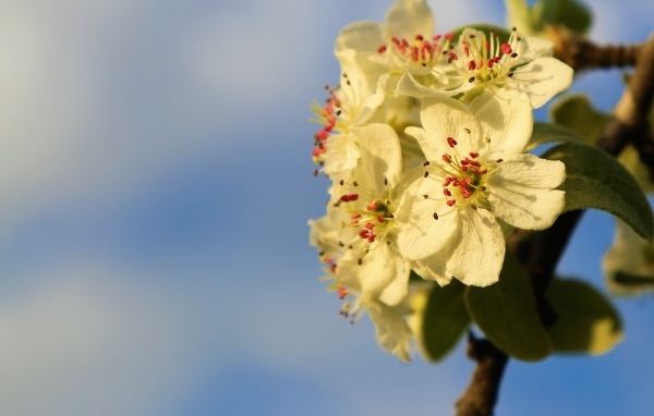 Ветка яблони с белыми цветами крупным планом