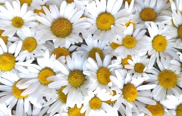Красивый фон из белых ромашек с желтой серединкой