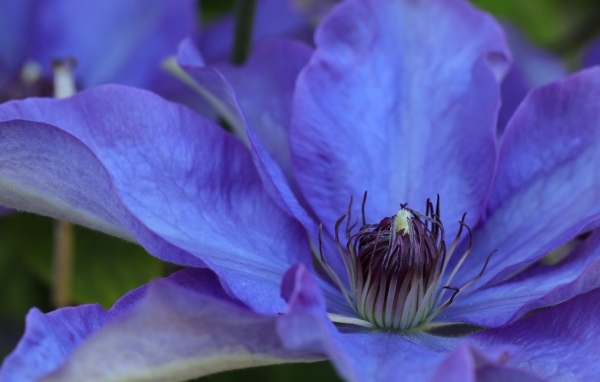 Красивый цветок синего клематиса крупным планом