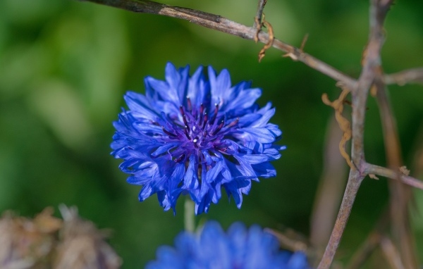 Красивый синий василек крупным планом