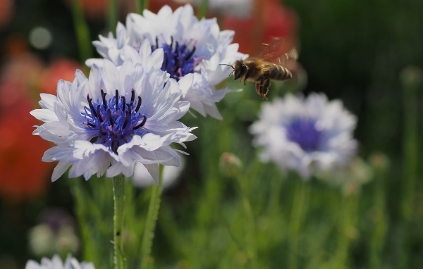 Красивые голубые цветы васильки с пчелой