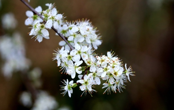 Красивая ветка с белыми цветами вишни на черном фоне весной