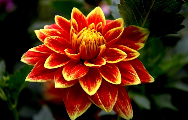 Красивая яркая огненная георгина