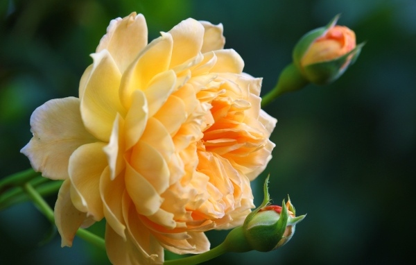 Красивая кремовая роза с бутонами роз