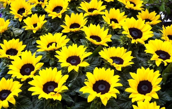 Красивые декоративные цветы подсолнухи