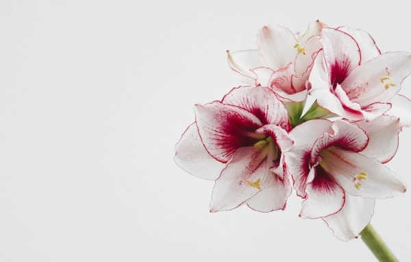 Красивый нежный цветок амариллис на белом фоне