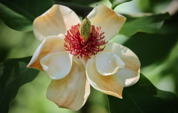 Красивая нежная кремовая магнолия