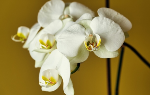 Красивый нежный цветок орхидеи крупным планом