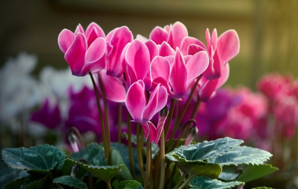 Красивые нежные розовые цветы цикламен