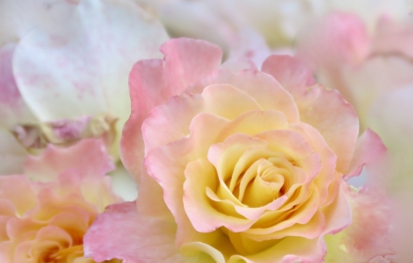 Красивая нежная розовая роза