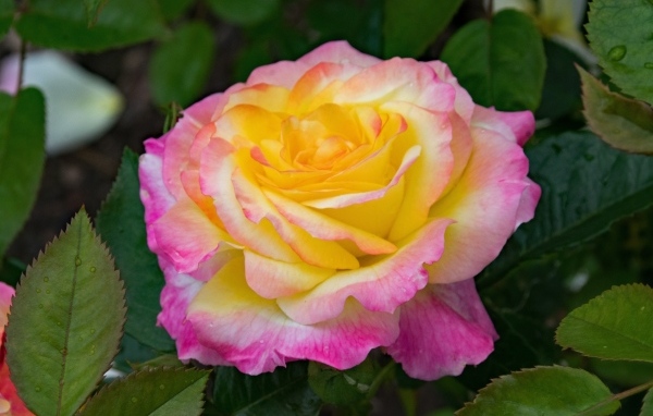 Красивые нежные розовые лепестки розы с желтой серединкой