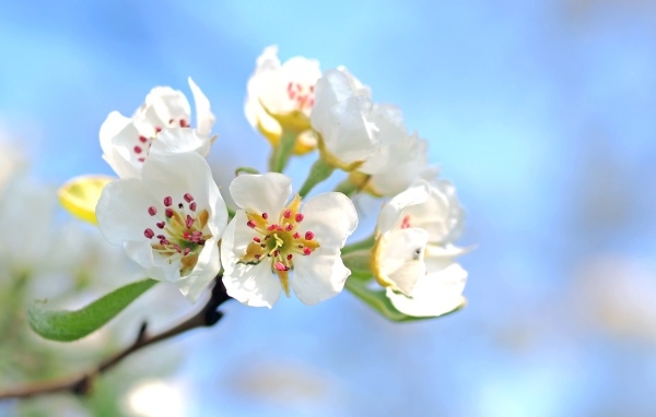 Красивые нежные белые цветы на ветке груши