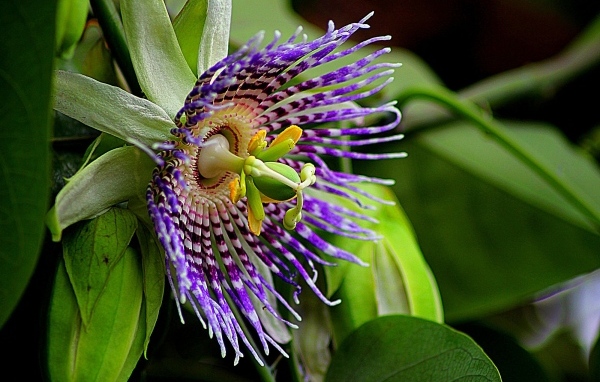 Красивый экзотический цветок маракуйи