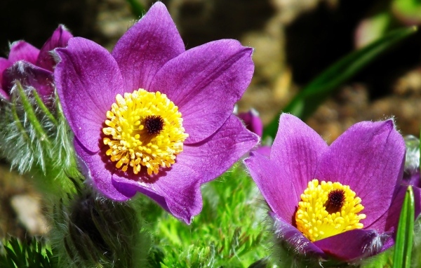 Красивые цветы прострел крупным планом