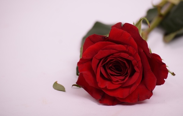 Красивая ароматная красная роза на сером фоне