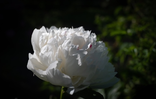 Красивый ароматный белый пион