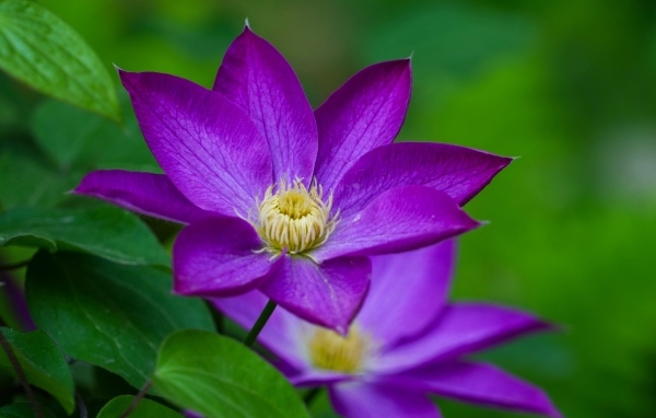 Красивые садовые клематисы вблизи