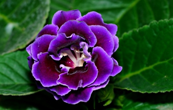 Красивый цветок глоксиния с зелеными листьями