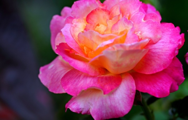 Красивая крупная розовая роза