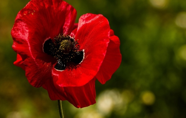 Красивый крупный цветок красного мака