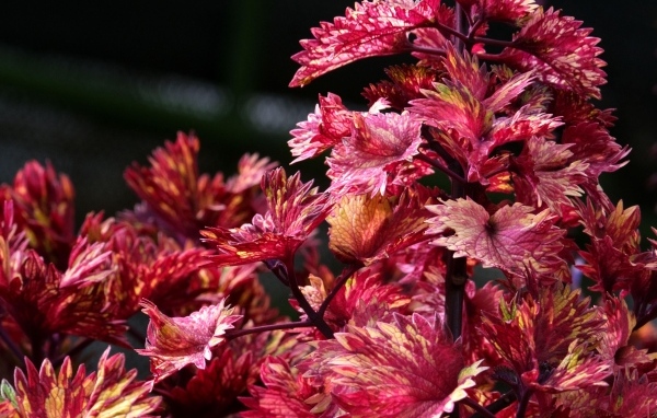 Красивые листья цветка колеус