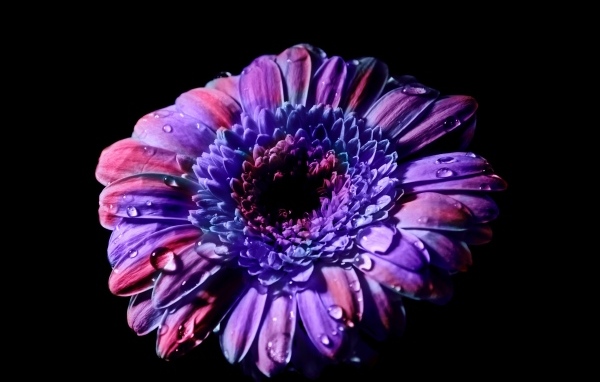 Красивый цветок сиреневой герберы на черном фоне