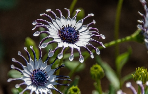 Красивые сиреневые цветы остеоспермум