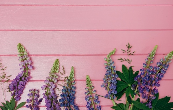 Красивые цветы люпина на розовом фоне