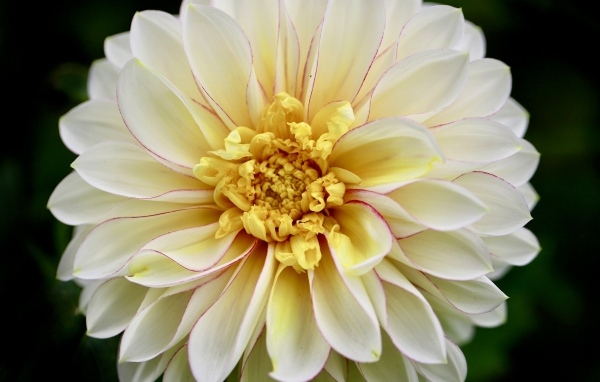 Красивый пышный цветок георгина крупным планом