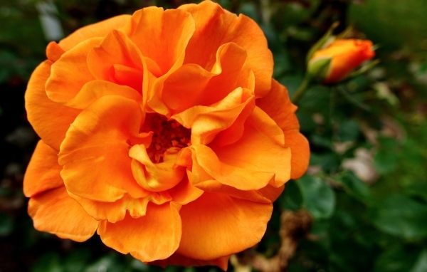 Красивая роза апельсинового цвета