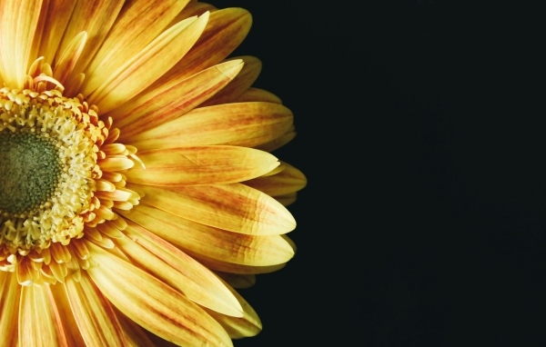 Красивый оранжевый цветок герберы на черном фоне