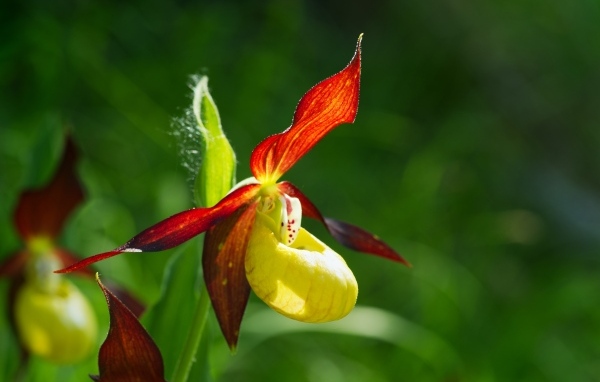 Красивый цветок оранжевой орхидеи на зеленом фоне