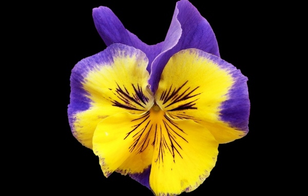 Красивый цветок анютины глазки на черном фоне