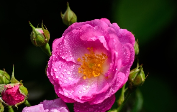 Красивая парковая роза с бутонами в каплях воды