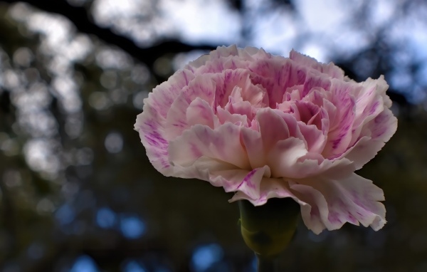 Красивая розовая гвоздика крупным планом