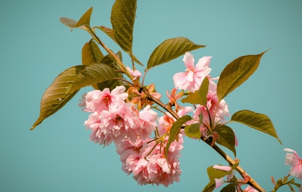 Красивые розовые цветы на ветках черешни 