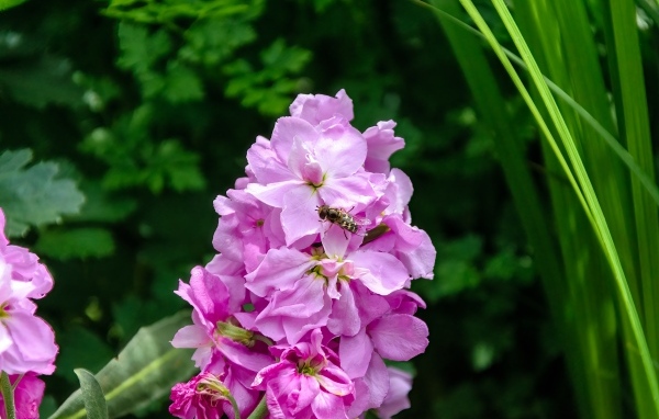 Красивый розовый садовый цветок