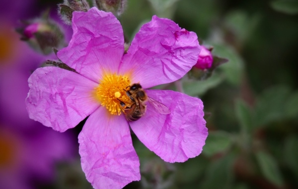 Красивый розовый садовый цветок с пчелой