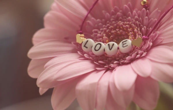 Красивая розовая гербера с надписью любовь