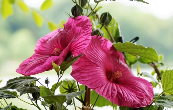 Красивый розовый цветок гибискуса