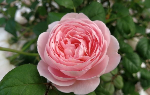 Красивая розовая пышная роза с зелеными листьями