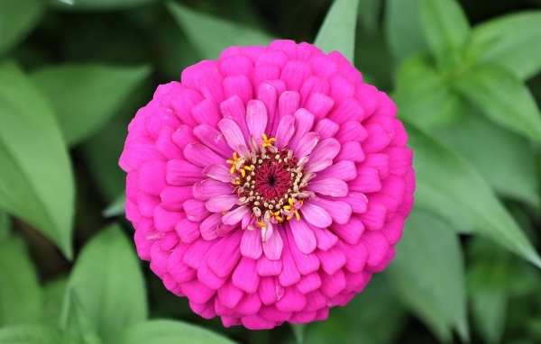 Красивый розовый пышный цветок цинния