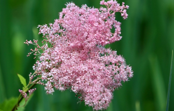 Красивый розовый цветок таволга