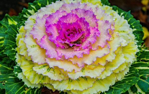 Красивый розовый цветок декоративной капусты
