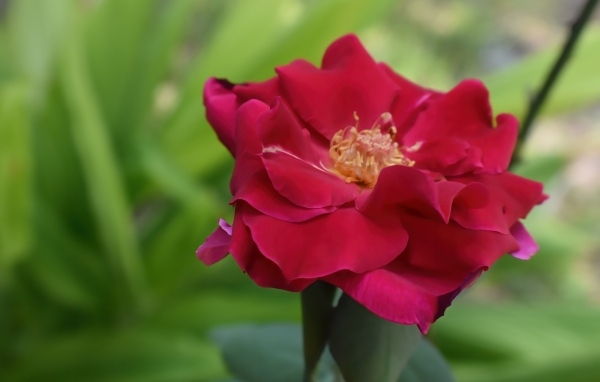 Красивая розовая роза крупным планом