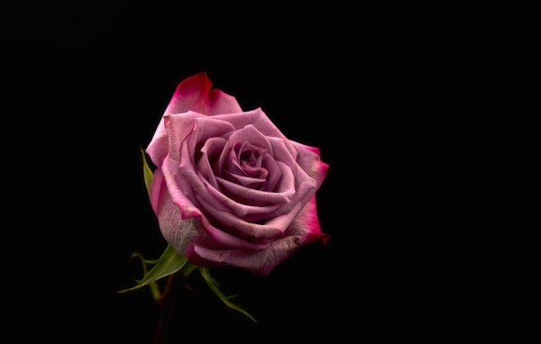 Красивая розовая роза на черном фоне
