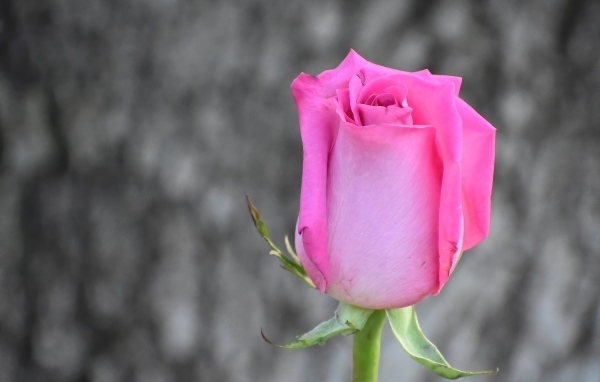 Красивая розовая роза на сером фоне