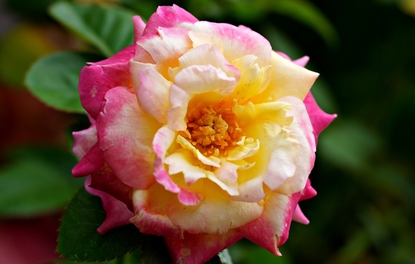 Красивая розовая роза с желтой серединкой близи