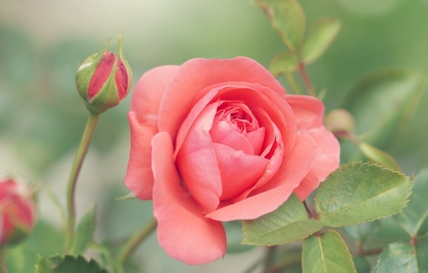 Красивая розовая роза с бутонами на клумбе в парке